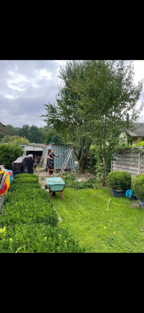 Rückschnitt eines Mirabellenbaums im Garten